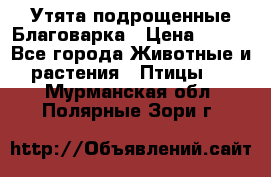 Утята подрощенные Благоварка › Цена ­ 100 - Все города Животные и растения » Птицы   . Мурманская обл.,Полярные Зори г.